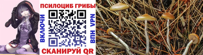 Галлюциногенные грибы мицелий  Чайковский 